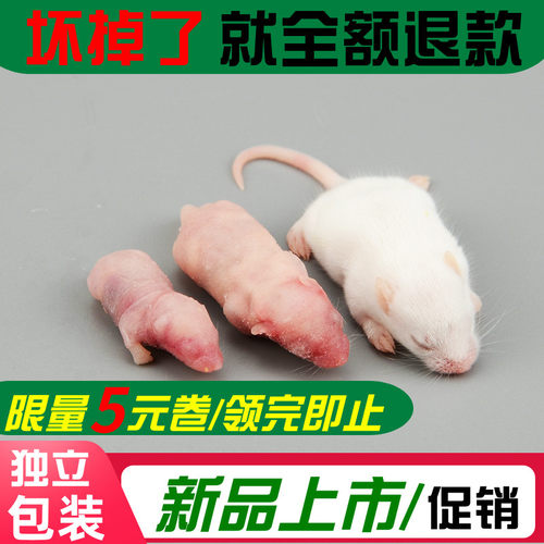新鲜冷冻乳鼠冻鼠宠物蛇角蛙饲料