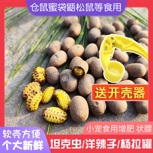 坦克虫蜜袋鼯仓鼠熊零食蛋白质