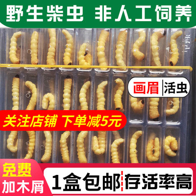 贵州松树柴虫小头天牛幼虫鸟食