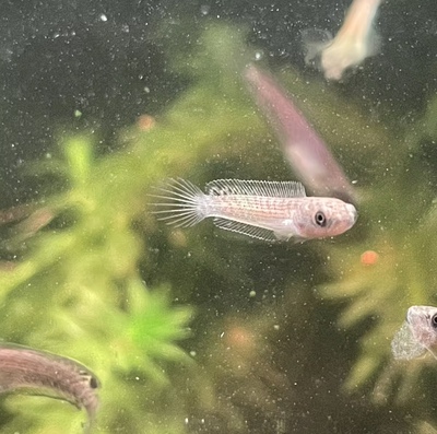 小型酒红雷龙鱼小缸可养迷你版酒红奶茶猛鱼彩虹雷龙鱼苗小苗眼镜