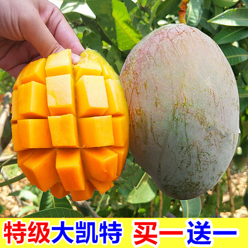 水果攀枝花青大凱特芒果當季特大青芒新鮮包郵整箱10斤
