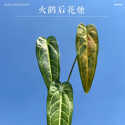 仿真绿植特大龟背蔓绿绒火鹤