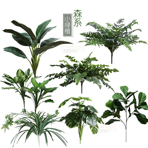 现货仿真蕨草榕万年青橡皮龟背