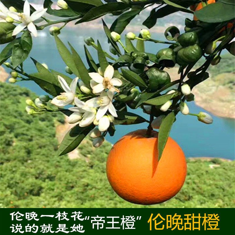 新鲜水果橙子秭归脐橙纽荷尔甜橙春橙伦晚长虹夏橙九月红橙