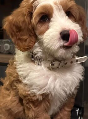 纯种双血统可卡布幼犬中小体可卡布犬宠物狗适合家养网红小狗狗
