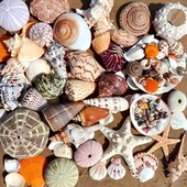 天然海螺贝壳海星海胆标本鱼缸造景手工画材料卷贝鱼寄居蟹替换壳