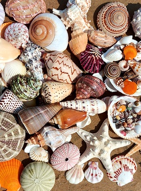 天然海螺贝壳海星海胆标本鱼缸造景手工画材料卷贝鱼寄居蟹替换壳