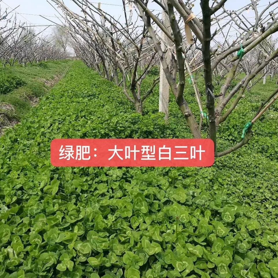 果园绿肥种子白三叶紫云英鼠茅草毛苕子光叶紫花苕红豆草黑麦草