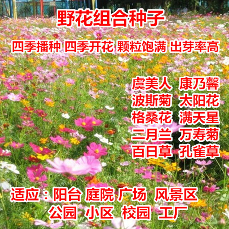 野花组合种子花海专用种子景观花籽四季播绿化工程草菊百日草