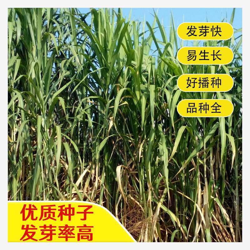 牧草种子皇竹草种子甜象草种子粮竹草王草皇竹巨象杂交猪牛羊种子
