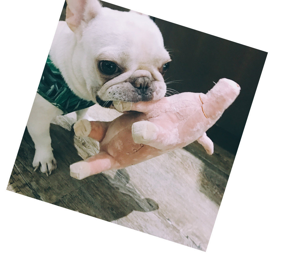 Best seller Toys France bucket Pug Teddy Bull Terrier Piggy Plush simulation Accompany sleep Pets Pink Toysin the Pet/Pet food and supplies , Cat/Dog Toys , Sound toys  category - from Buy2taobao.com to provide professional Taobao agent buy service