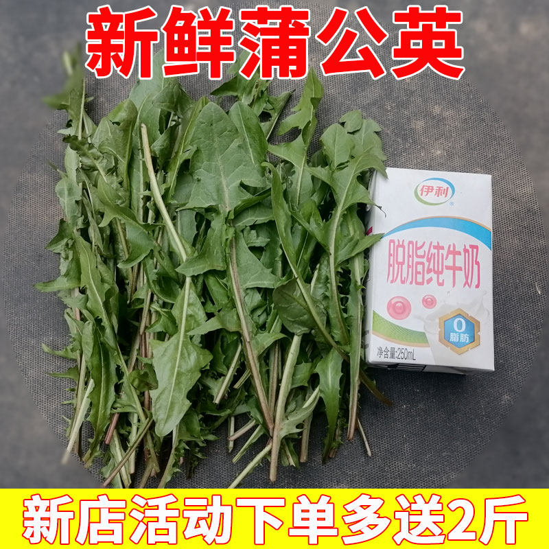 新鲜蒲公英婆婆丁新鲜的山野菜婆其它
