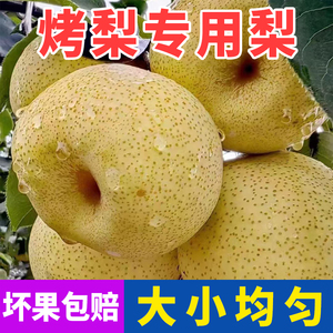 安徽砀山梨烤梨专用梨子小梨子榨汁秋梨膏专用梨子新鲜现摘梨包邮