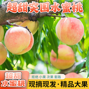 水蜜桃新鲜水果现摘现发砀山突围水蜜桃整箱5斤包邮毛桃大桃子礼