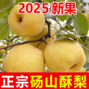 梨子新鲜水果正宗砀山梨酥梨 现摘现发汤山梨高档水果礼盒 包邮