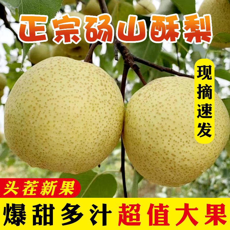 安徽正宗砀山酥梨现摘现发脆甜多汁新鲜梨子时令水果10斤团购礼盒_虎窝淘
