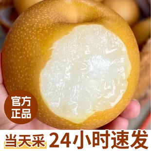 正宗秋月梨现摘砀山新玉梨黄皮梨产地直发秋月梨高档梨子顺丰包邮
