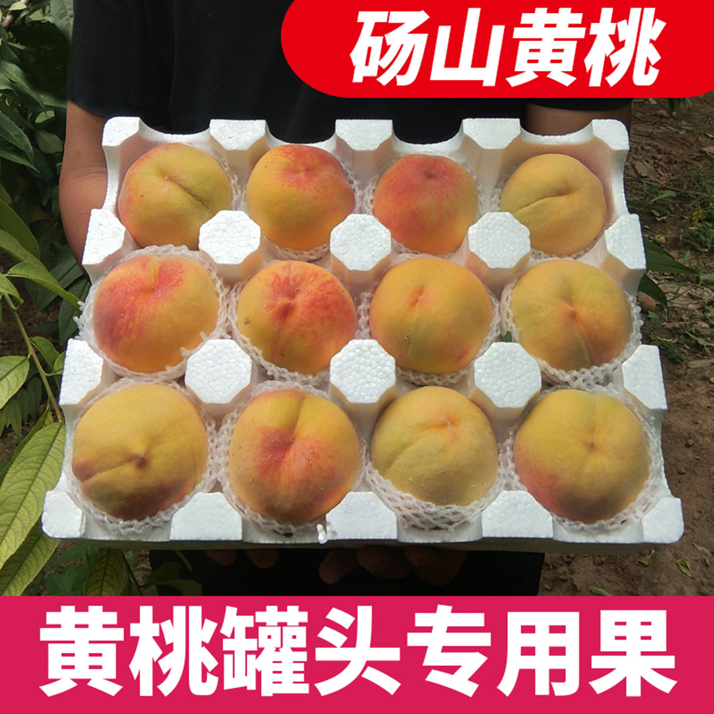 砀山黄桃罐头专用果黄桃顺丰包邮酸甜现摘5斤整箱非83手工罐头