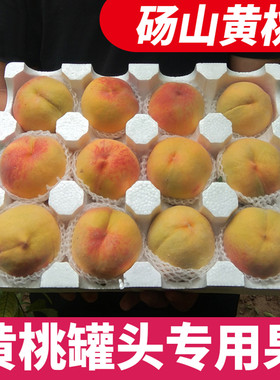 砀山83黄桃罐头专用果黄桃顺丰包邮酸甜现摘5斤整箱非手工罐头