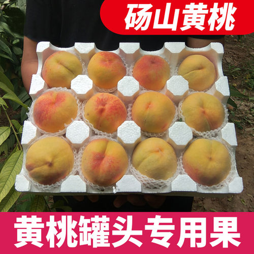 砀山83黄桃罐头专用果黄桃顺丰包邮酸甜现摘5斤整箱非手工罐头