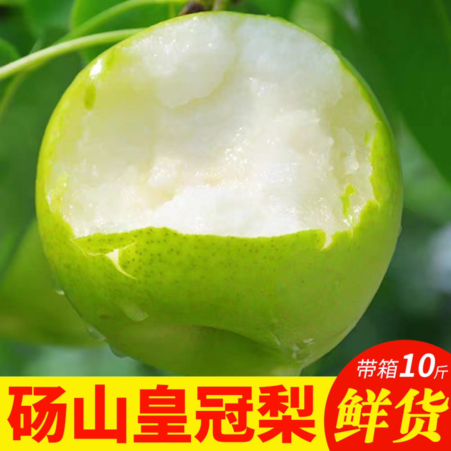 砀山青梨翠冠梨现摘当季梨子