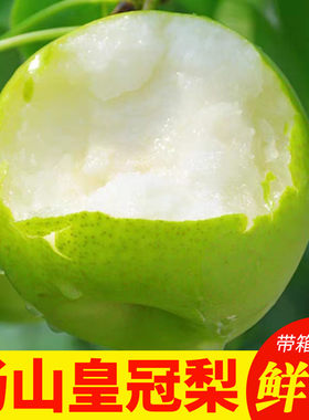 砀山青梨翠冠梨现摘当季梨子