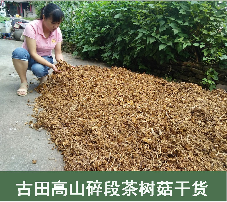 散装净重古田茶树菇/碎段茶树菇/小冰菇针/500克产地直销无干燥剂