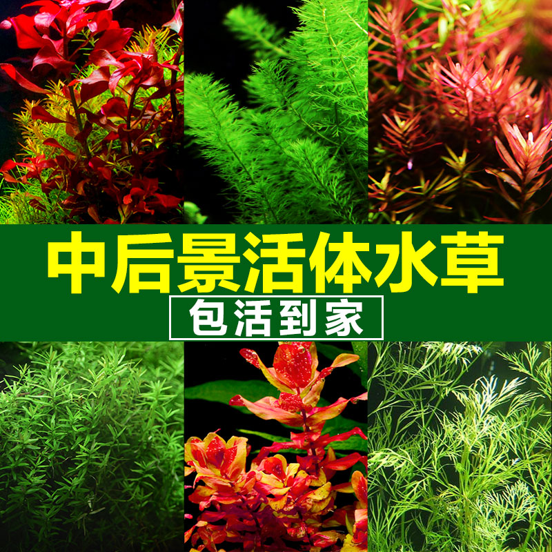鱼缸造景水草活体绿菊花绿红宫廷水草阴性懒人中后景水草鱼缸水草