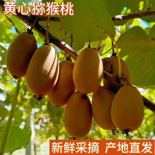 自然成熟软糯香甜湖北恩施奇异果