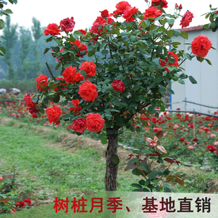 树状月季花苗特大花嫁接四季老桩庭院嫁接盆栽室外浓香欧月爬藤