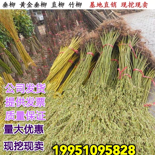 垂柳树苗 黄金柳 竹柳苗 青皮柳树垂扬柳树苗垂柳小苗大苗绿化苗