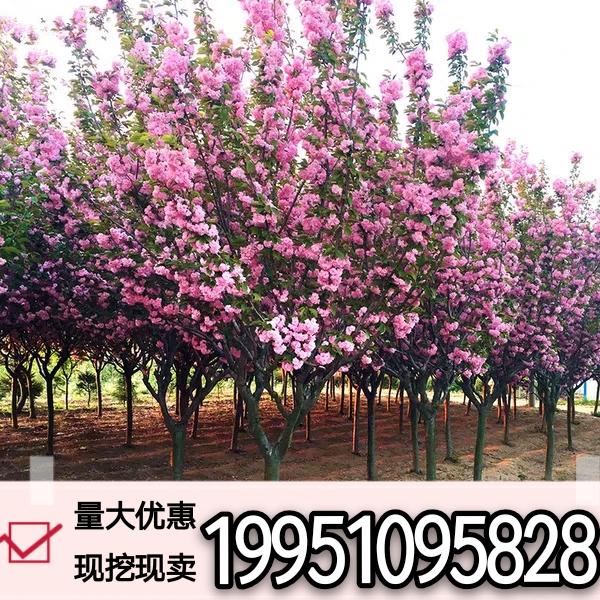 樱花苗樱花树苗日本樱花树苗嫁接早樱晚樱樱花小苗绿化苗当年开花
