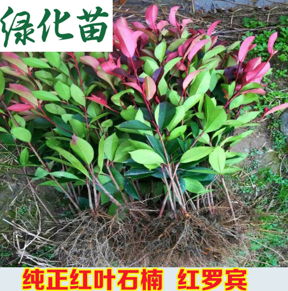 红叶石楠绿化树苗 苗木四季常绿庭院花园绿化植物 篱笆苗花灌木