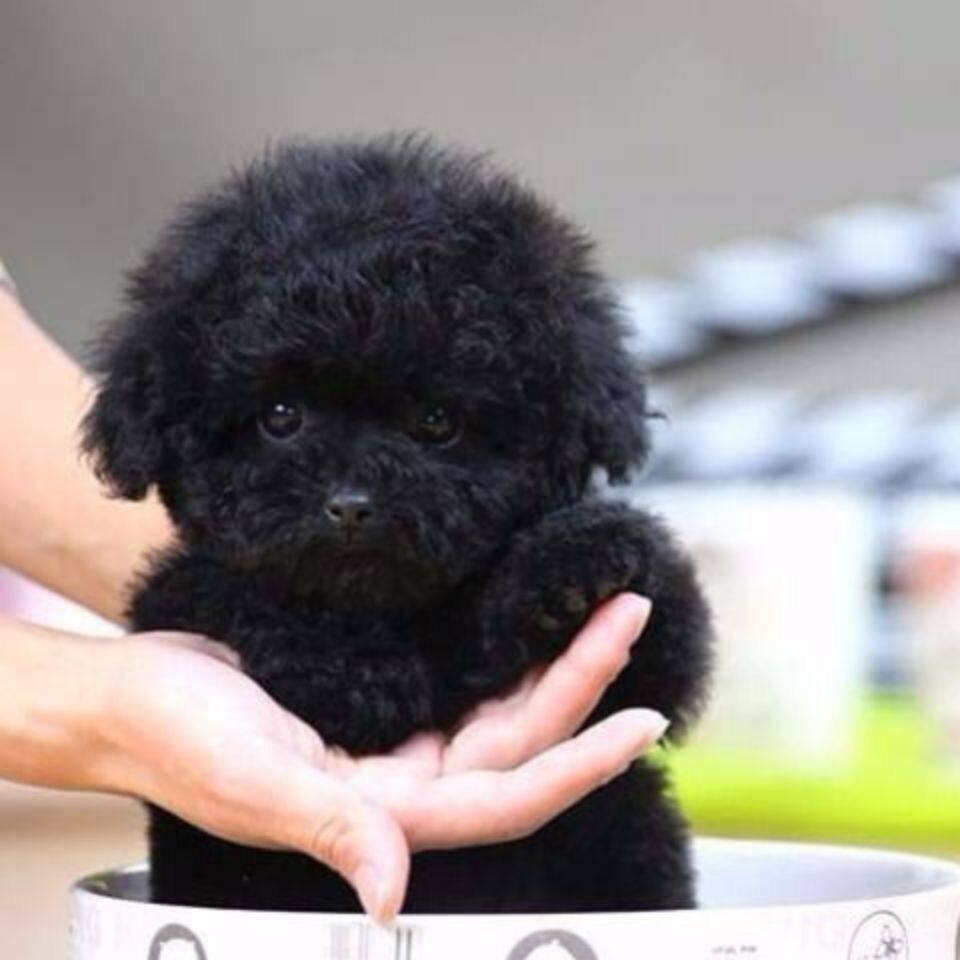 纯种灰泰迪犬图片,纯种泰迪犬图片_大山谷图库