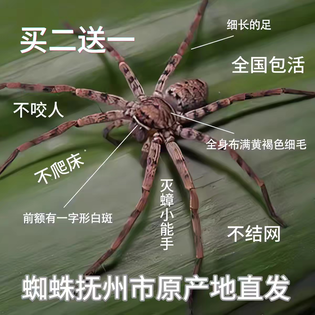 白额高脚蛛活体包活包邮抓蟑螂