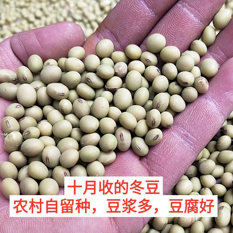 重庆本地新冬豆青绿皮土黄豆椭圆形农村自留种非转基因一件包邮