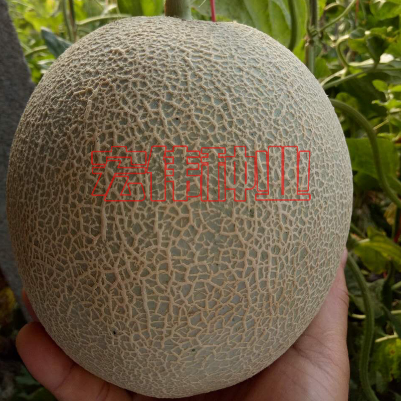 日本早熟水果甜瓜种子