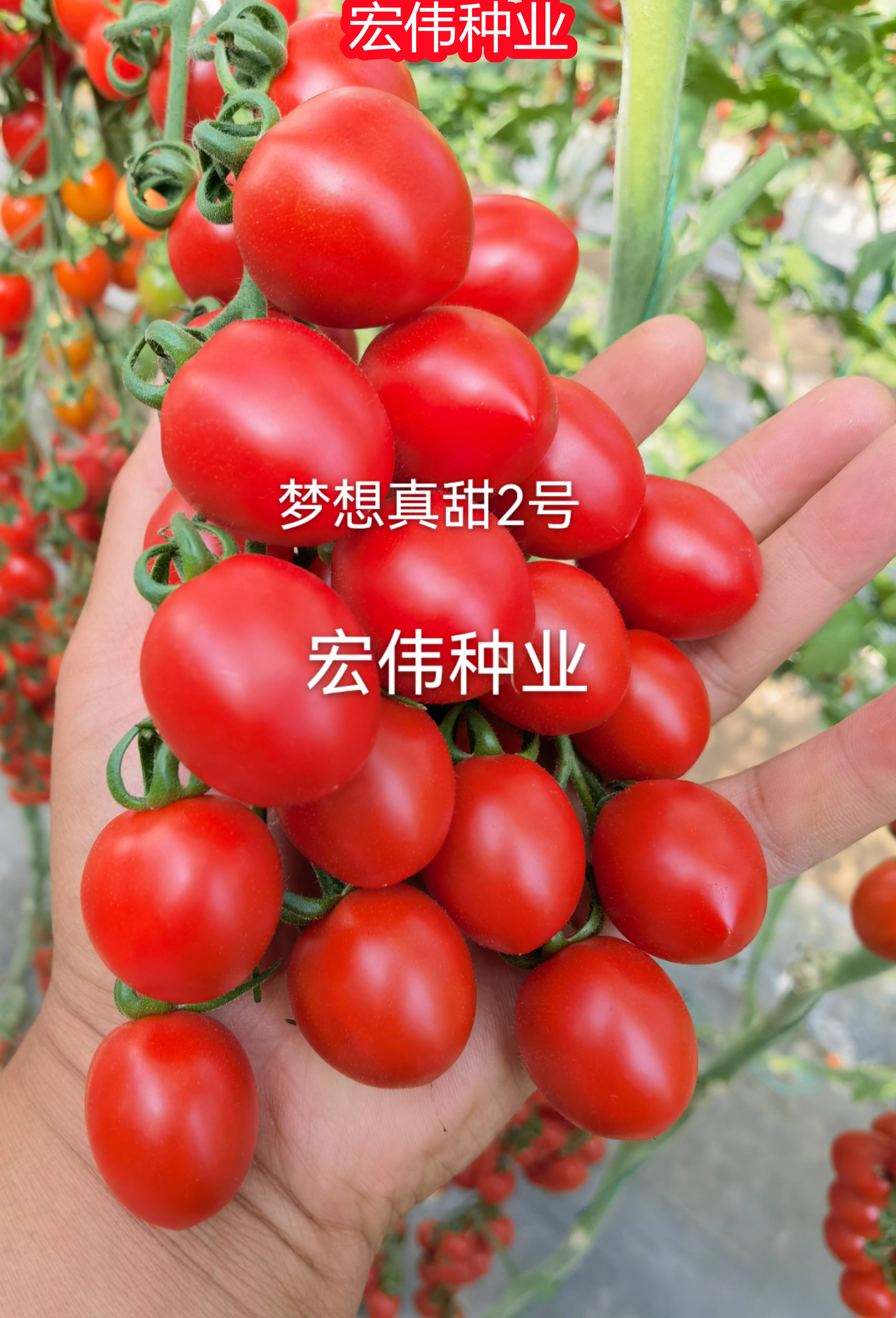 梦想真甜2号 口感好 风味佳 综合抗病性强