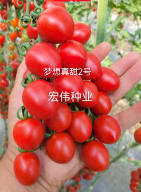 梦想真甜2号 口感好 风味佳 综合抗病性强