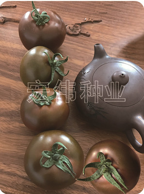 黑紫砂 巧克力番茄 硬度高 口感好 单果重150克