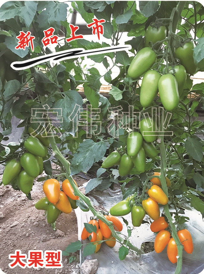 金牛三号罗曼 抗TY病毒 花絮多 连续坐果能力强 单果重160克左右