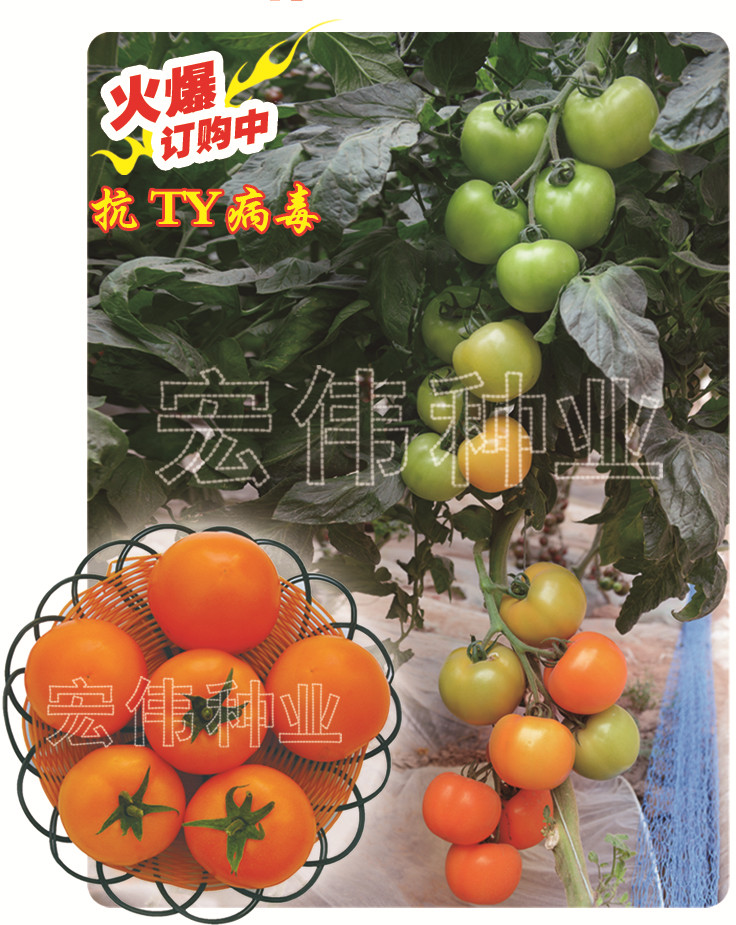 金桔一号 抗TY病毒 单果重230克左右 橙黄色 口感甜 硬度高