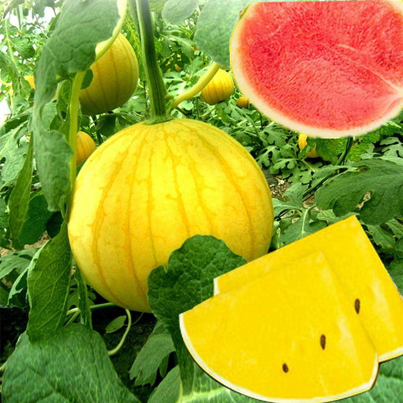 礼品高产西瓜种子