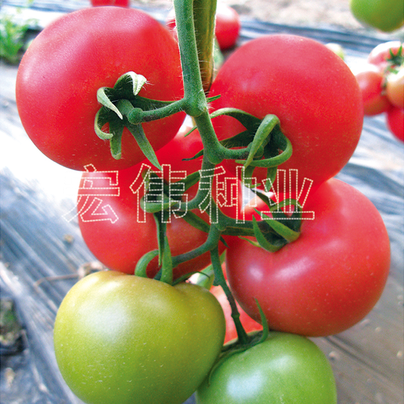 瑞星五号、改良瑞星五号番茄种子 抗TY粉果 耐热 春夏秋 耐高温