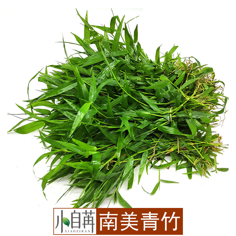 南美青竹竹叶活体水草真水草活体鱼缸造景装饰水族箱中后景草