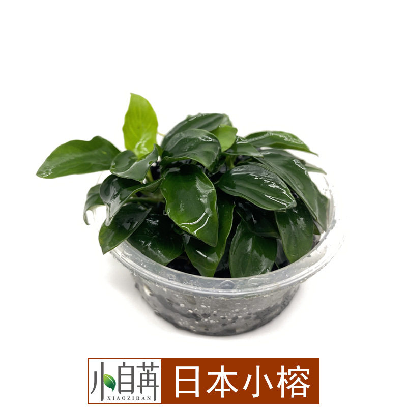 日本迷你小榕水榕水草活体鱼缸造景真水草水族箱观赏装饰阴性