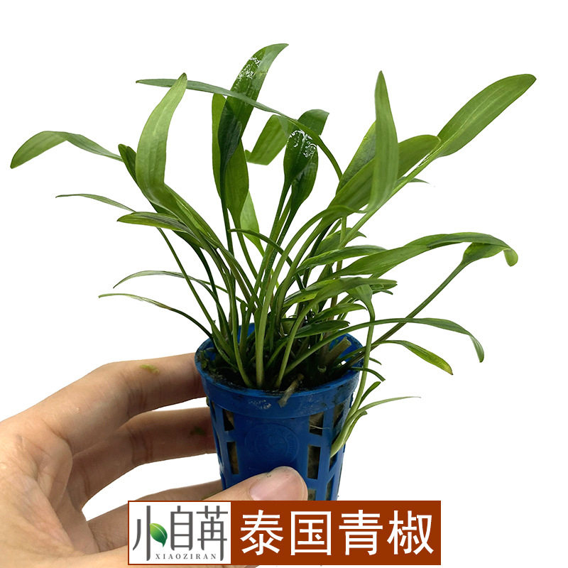 泰国青椒迷你椒草椒草水草活体鱼缸造景真水草装饰水族箱观赏