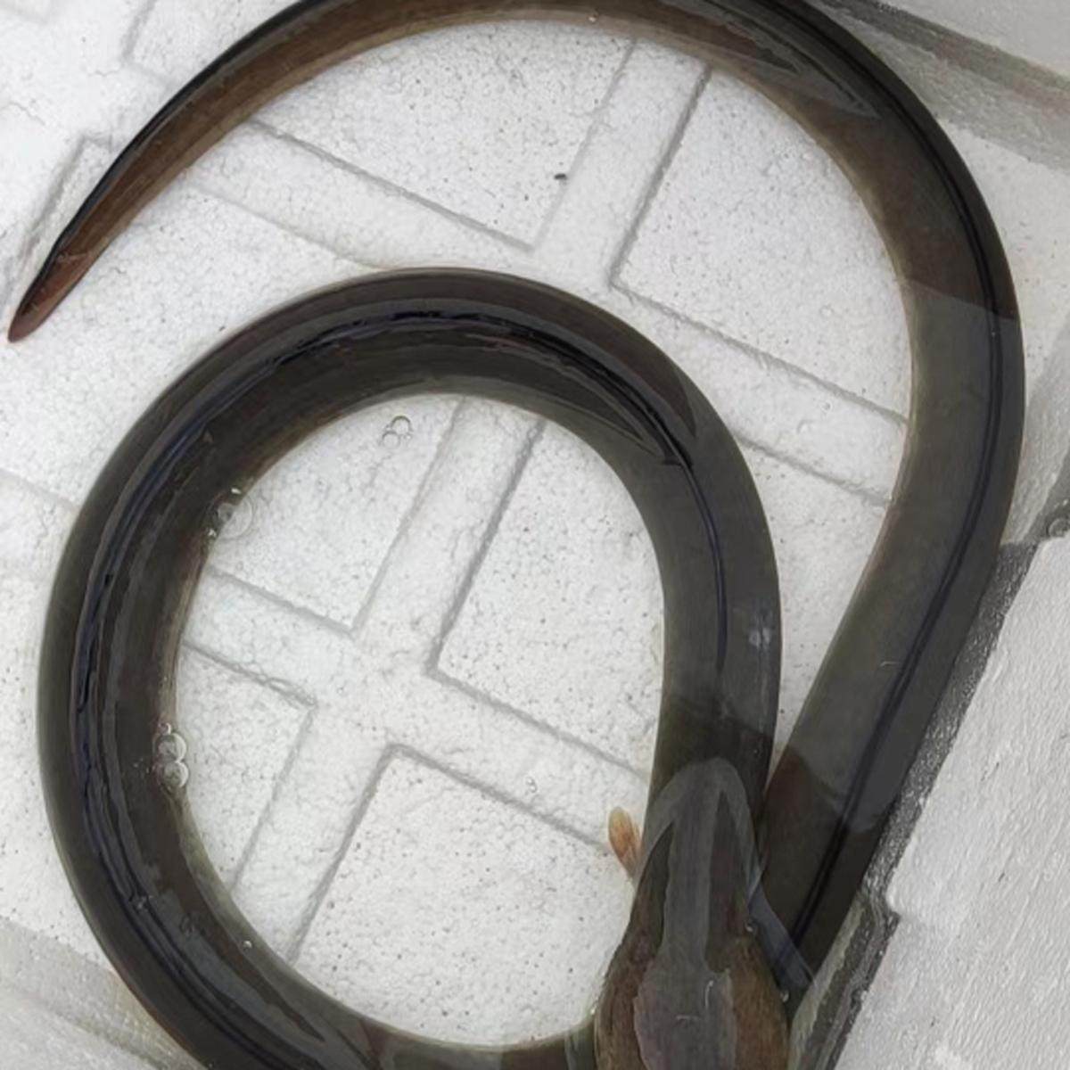 8斤福建特产海捕土龙杜龙青鳗鱼食蟹豆齿鳗波露豆齿鳗