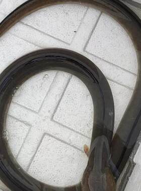包活1.8斤海捕福建土龙青鳗杜龙