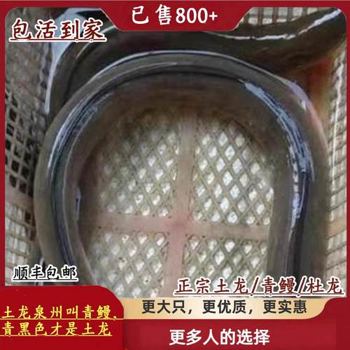 包活正宗土龙青鳗杜龙食蟹豆齿鳗